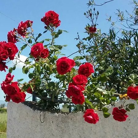 L'ippocastano